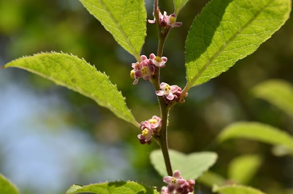 ウメモドキの花