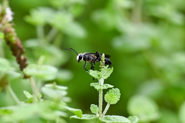 黒い蜂の正体とは 蜂の種類や特徴 危険性の有無や対処法など解説 ミツモア 黒い蜂の正体とは 蜂の種類や特徴 危険性の有無や対処法など解説 ミツモア