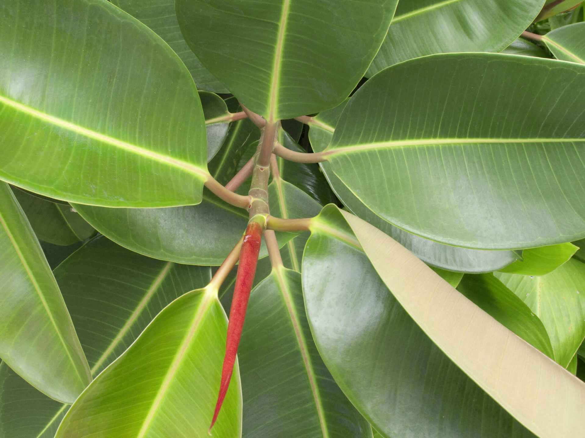 ゴムの木の剪定時期や方法は 基本的な育て方や挿し木の仕方も紹介 ゴムの木の剪定時期や方法は 基本的な育て方や挿し木の仕方も紹介