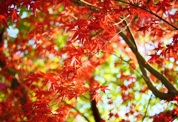 もみじの種類と見分け方とは 紅葉の仕組みや育てるポイントも解説 ミツモア もみじの種類と見分け方とは 紅葉の仕組みや育てるポイントも解説 ミツモア