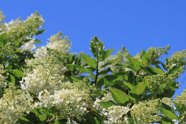 ピラミッドアジサイの花と青空