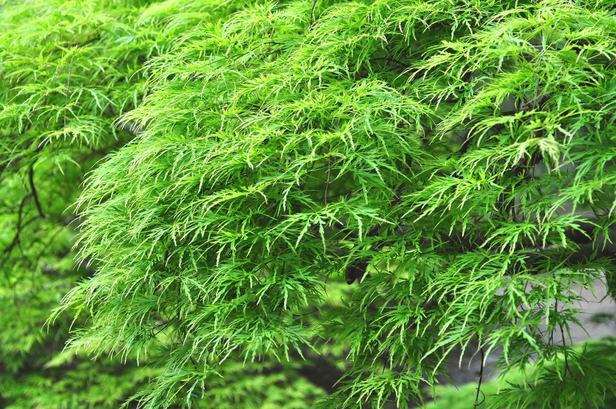 徒長枝はどう剪定する 発生の原因や樹木別に剪定のコツを解説 ミツモア