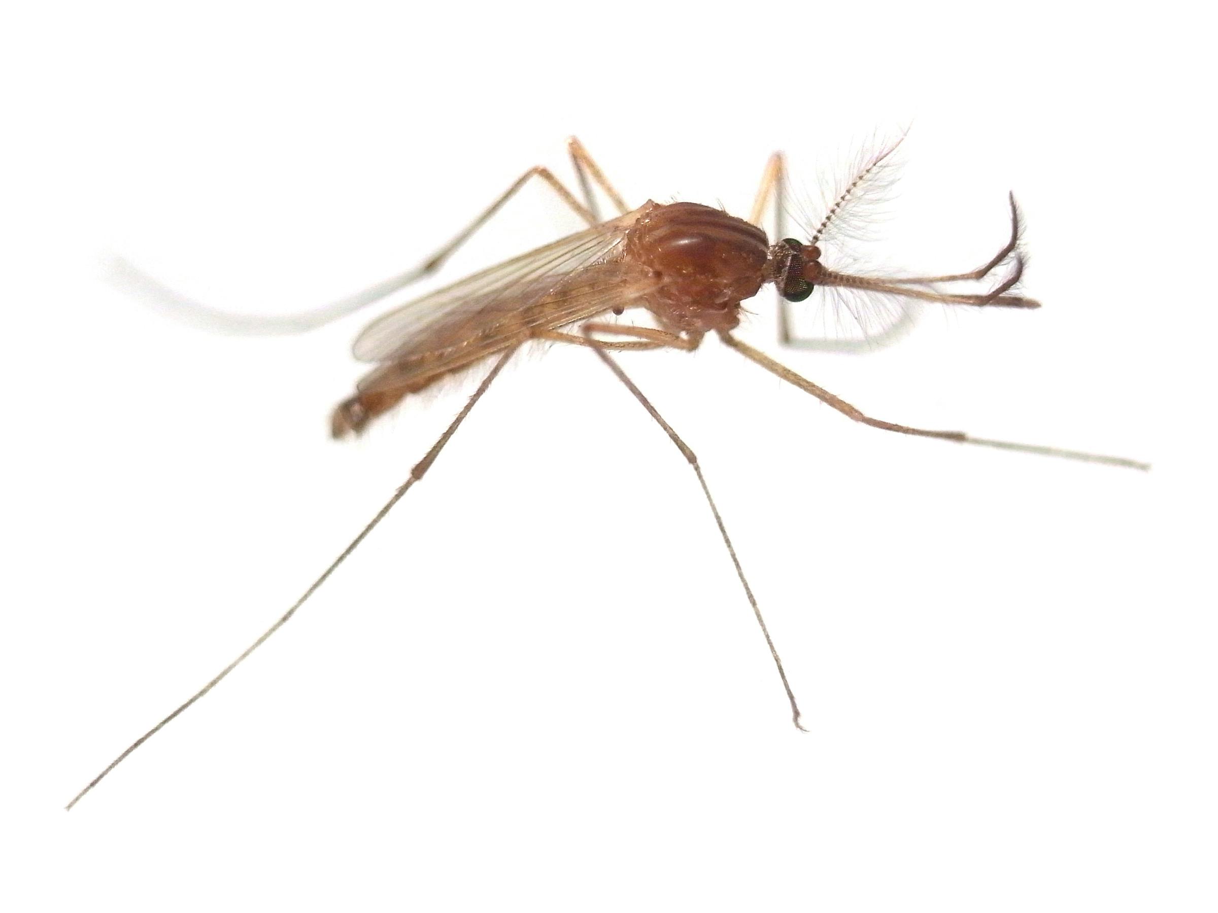 蚊の生態と生息の種類について 蚊の発生を防ぐ方法も紹介 ミツモア 蚊の生態と生息の種類について 蚊の発生を防ぐ方法も紹介 ミツモア