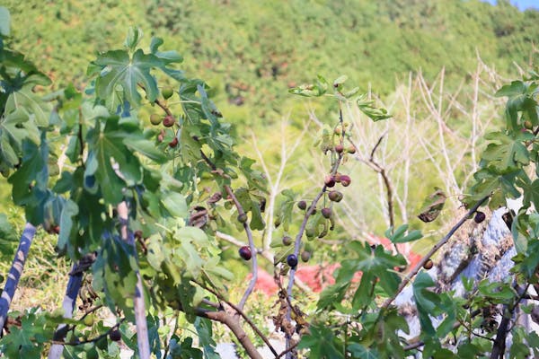 いちじくの栽培方法 植え付けから収穫まで育てるポイントを解説 ミツモア いちじくの栽培方法 植え付けから収穫まで育てるポイントを解説 ミツモア