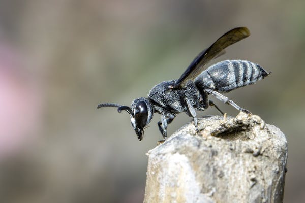 黒い蜂の正体とは 蜂の種類や特徴 危険性の有無や対処法など解説 ミツモア 黒い蜂の正体とは 蜂の種類や特徴 危険性の有無や対処法など解説 ミツモア