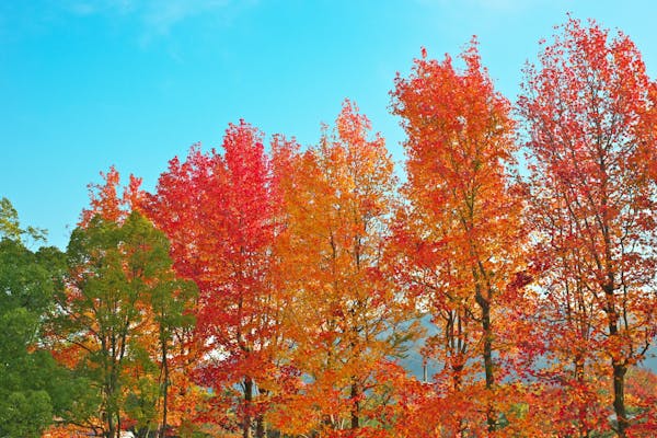 もみじの種類と見分け方とは 紅葉の仕組みや育てるポイントも解説 ミツモア もみじの種類と見分け方とは 紅葉の仕組みや育てるポイントも解説 ミツモア