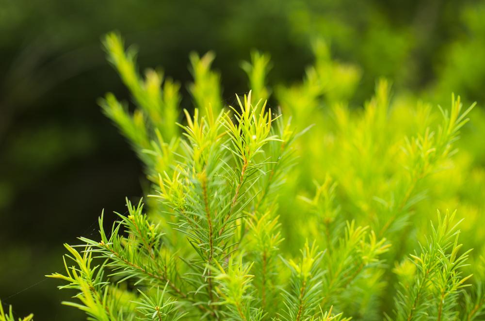 メラレウカとはどんな植物？特徴やおすすめ品種・育て方も紹介！