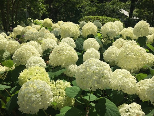 アナベルの剪定方法 季節ごとの切り方 失敗せず綺麗な花を育てる方法 ミツモア アナベルの剪定方法 季節ごとの切り方 失敗せず綺麗な花を育てる方法 ミツモア