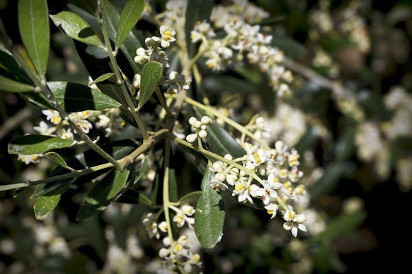 オリーブの花を咲かせよう 品種や花の特徴 育て方のコツを紹介 ミツモア