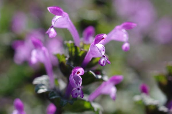 紫色の花を咲かせるホトケノザ