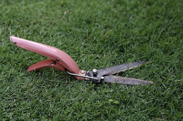 芝刈りにハサミを使うメリットは 上手な選び方やおすすめ商品も ミツモア 芝刈りにハサミを使うメリットは 上手な選び方やおすすめ商品も ミツモア