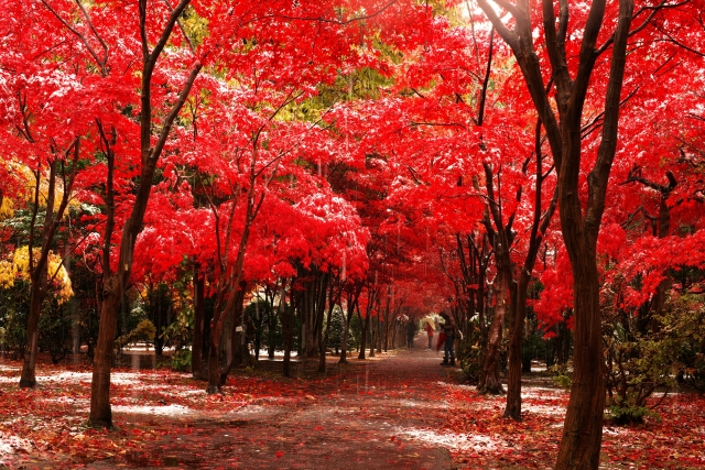 春にも赤い葉が楽しめるノムラモミジ 育て方や剪定方法 普段の手入れ方法も解説