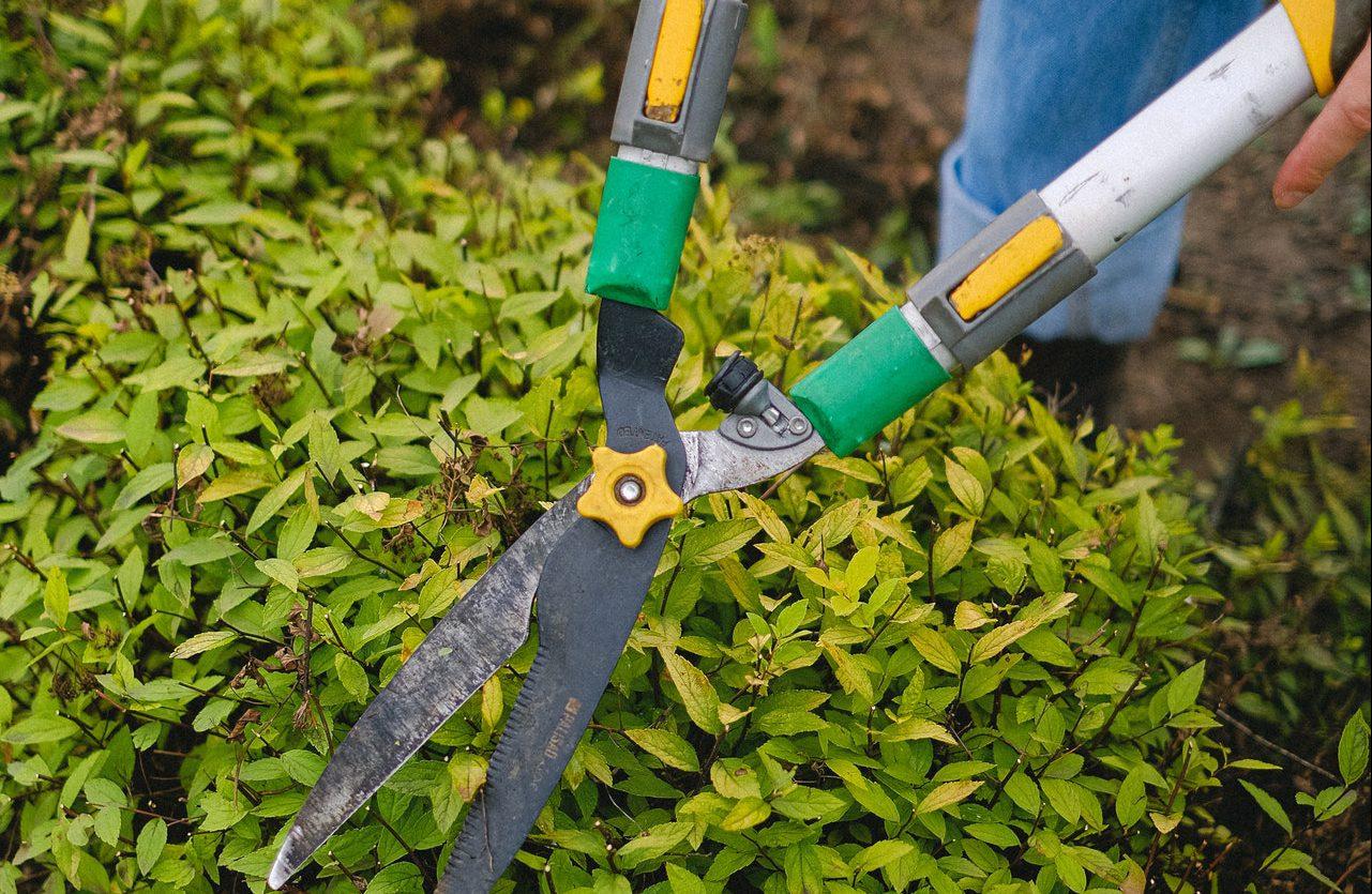 失敗しない刈り込みのコツ 剪定との違いや正しい手順を解説