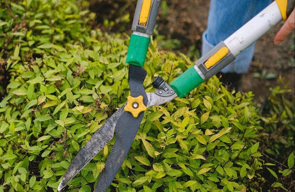 失敗しない刈り込みのコツ 剪定との違いや正しい手順を解説 失敗しない刈り込みのコツ 剪定との違いや正しい手順を解説