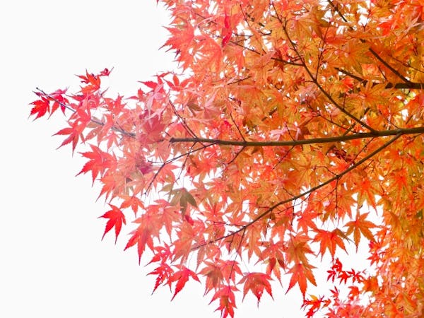 綺麗なイロハモミジの育て方 剪定方法 成長や樹形に合わせた手入れをして紅葉を楽しもう ミツモア 綺麗なイロハモミジの育て方 剪定方法 成長や樹形に合わせた手入れをして紅葉を楽しもう ミツモア