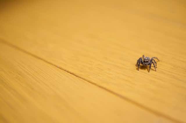 蜘蛛がゴキブリを食べるのは半分本当 殺さず放置すべき 捕食する蜘蛛の見分け方も紹介 蜘蛛がゴキブリを食べるのは半分本当 殺さず放置すべき 捕食する蜘蛛の見分け方も紹介