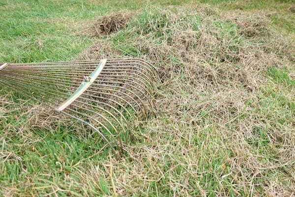 芝生のサッチングってどうやるの 必要な道具や手段について紹介 ミツモア 芝生のサッチングってどうやるの 必要な道具や手段について紹介 ミツモア