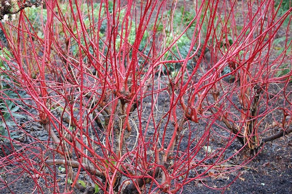 サンゴミズキってなに 植物の特徴や正しい育て方まで紹介 ミツモア サンゴミズキってなに 植物の特徴や正しい育て方まで紹介 ミツモア