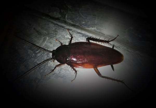 新築にゴキブリが出るのはなぜ よくある侵入経路と対策 入居後にやるべき予防法も解説 ミツモア 新築にゴキブリが出るのはなぜ よくある侵入経路と対策 入居後にやるべき予防法も解説 ミツモア