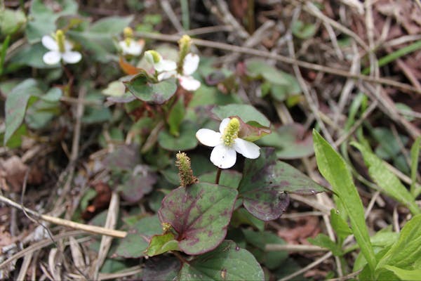 どくだみを効率的に除草するポイントとは 繁殖の予防も紹介 ミツモア どくだみを効率的に除草するポイントとは 繁殖の予防も紹介 ミツモア