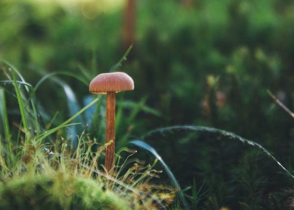 なぜ芝生にキノコが生えるのか？