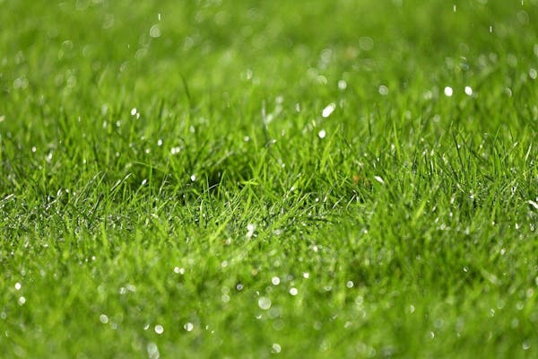 バミューダグラスはどんな芝生 特徴やその他の品種 管理方法を紹介 ミツモア バミューダグラスはどんな芝生 特徴やその他の品種 管理方法を紹介 ミツモア