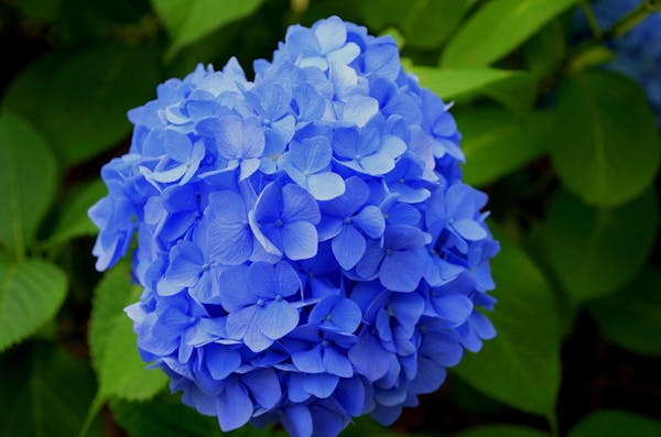 紫陽花 あじさい がかかりやすい病気は 主な症状とおすすめ薬剤 ミツモア 紫陽花 あじさい がかかりやすい病気は 主な症状とおすすめ薬剤 ミツモア