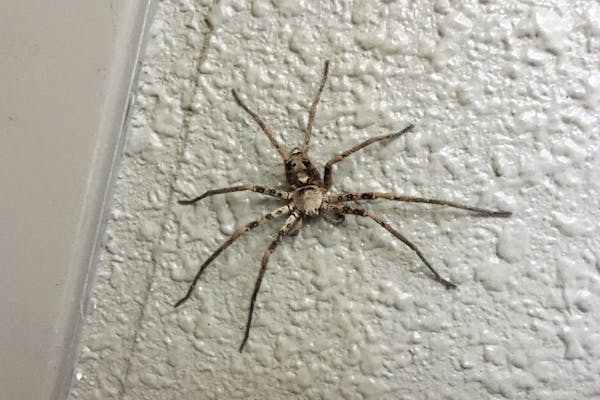蜘蛛がゴキブリを食べるのは半分本当 殺さず放置すべき 捕食する蜘蛛の見分け方も紹介 ミツモア 蜘蛛がゴキブリを食べるのは半分本当 殺さず放置すべき 捕食する蜘蛛の見分け方も紹介 ミツモア