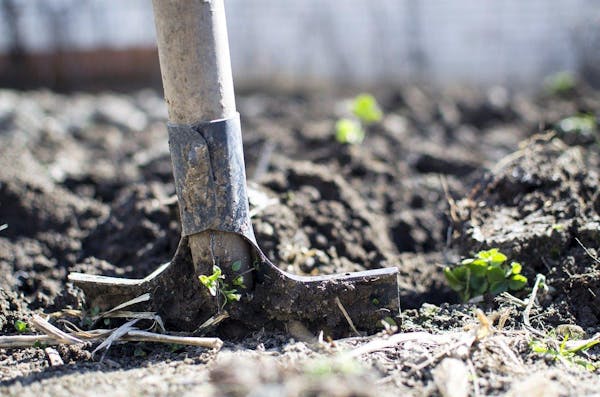 どくだみを効率的に除草するポイントとは 繁殖の予防も紹介 ミツモア どくだみを効率的に除草するポイントとは 繁殖の予防も紹介 ミツモア