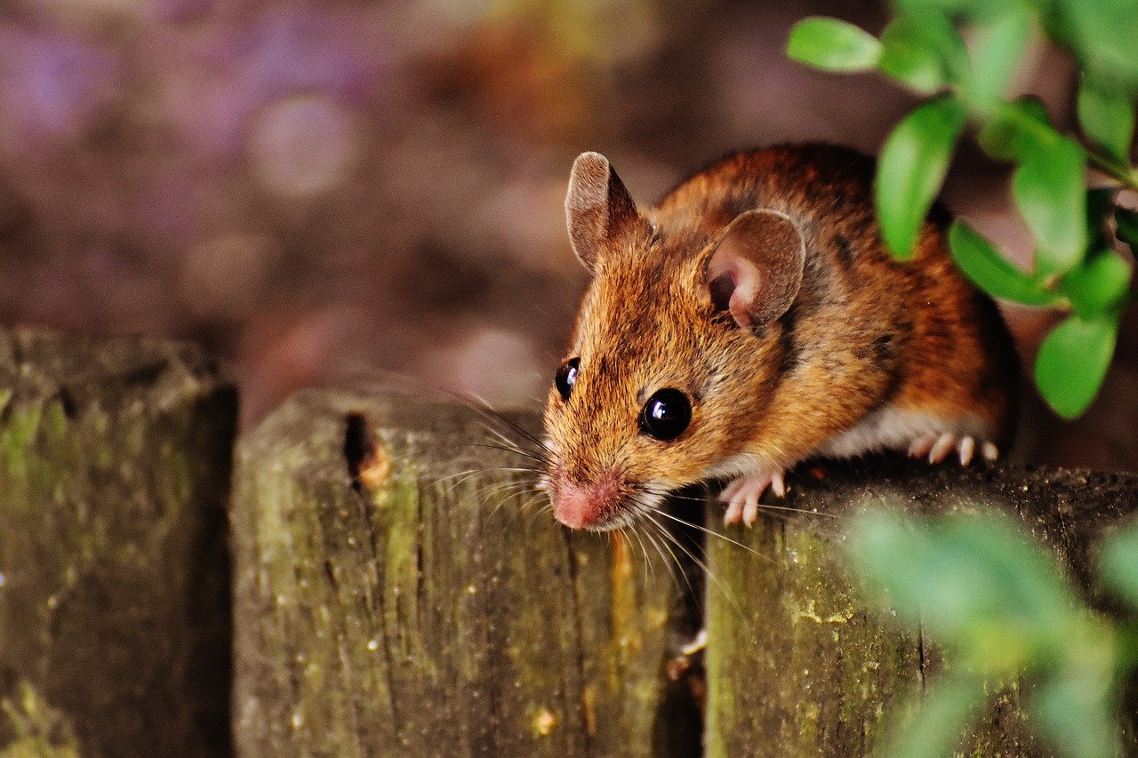 ネズミの嫌いな音とは？何をどう流せばいいの？効果や注意点・駆除方法