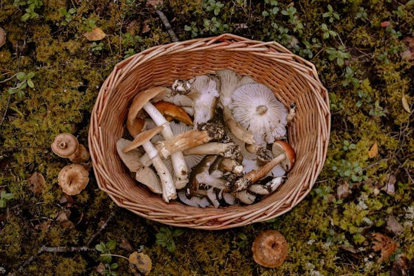芝生にキノコが生えたらどうするべき 種類や撃退法について紹介 芝生にキノコが生えたらどうするべき 種類や撃退法について紹介