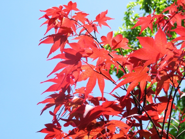 春にも赤い葉が楽しめるノムラモミジ 育て方や剪定方法 普段の手入れ方法も解説 春にも赤い葉が楽しめるノムラモミジ 育て方や剪定方法 普段の手入れ方法も解説