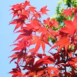 冬のアジサイの手入れ方法 剪定や植え替えの時期も併せて解説 ミツモア 冬のアジサイの手入れ方法 剪定や植え替えの時期も併せて解説 ミツモア