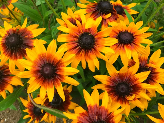 種 花たね ルドベキア プレーリーサン 1袋 30粒 Sale 58 Off