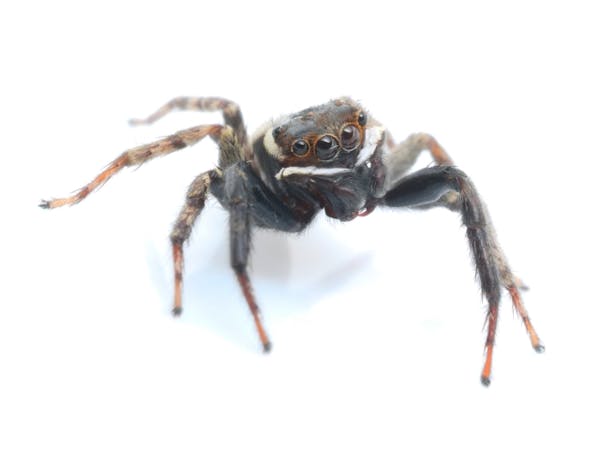 蜘蛛がゴキブリを食べるのは半分本当 殺さず放置すべき 捕食する蜘蛛の見分け方も紹介 ミツモア 蜘蛛がゴキブリを食べるのは半分本当 殺さず放置すべき 捕食する蜘蛛の見分け方も紹介 ミツモア
