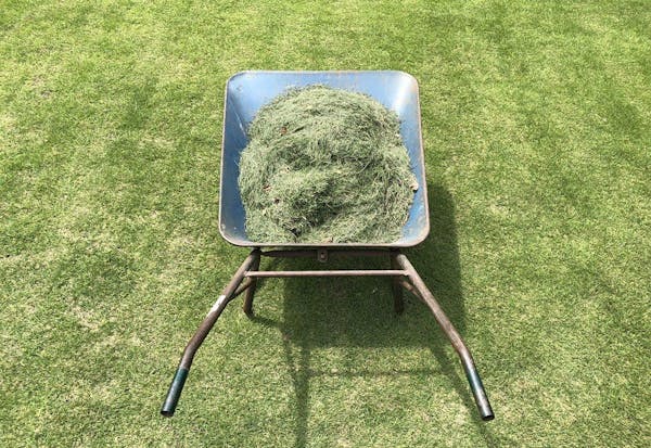 芝刈りにハサミを使うメリットは 上手な選び方やおすすめ商品も ミツモア 芝刈りにハサミを使うメリットは 上手な選び方やおすすめ商品も ミツモア