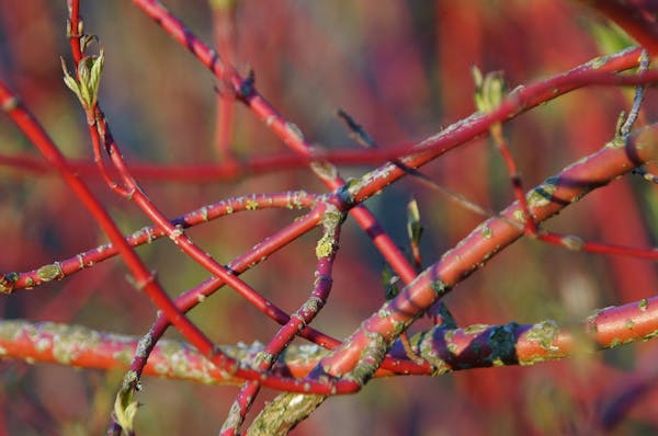 サンゴミズキってなに 植物の特徴や正しい育て方まで紹介 ミツモア サンゴミズキってなに 植物の特徴や正しい育て方まで紹介 ミツモア