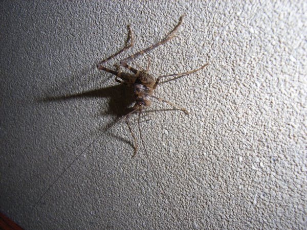 ゴキブリの天敵10種 ゴキブリを食べる生き物を紹介 ペットにするのはあり ミツモア ゴキブリの天敵10種 ゴキブリを食べる生き物を紹介 ペットにするのはあり ミツモア