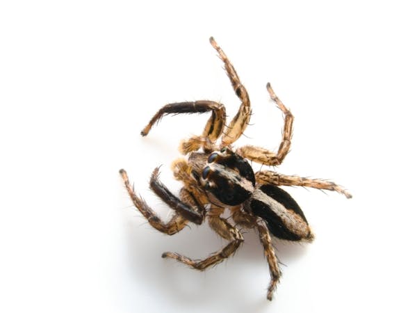 蜘蛛がゴキブリを食べるのは半分本当 殺さず放置すべき 捕食する蜘蛛の見分け方も紹介 ミツモア 蜘蛛がゴキブリを食べるのは半分本当 殺さず放置すべき 捕食する蜘蛛の見分け方も紹介 ミツモア