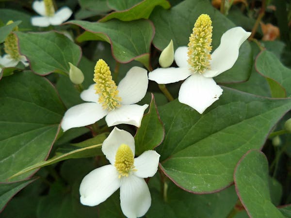どくだみを効率的に除草するポイントとは 繁殖の予防も紹介 ミツモア どくだみを効率的に除草するポイントとは 繁殖の予防も紹介 ミツモア