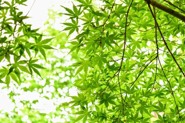 綺麗なイロハモミジの育て方 剪定方法 成長や樹形に合わせた手入れをして紅葉を楽しもう ミツモア 綺麗なイロハモミジの育て方 剪定方法 成長や樹形に合わせた手入れをして紅葉を楽しもう ミツモア