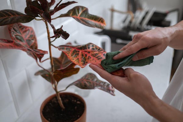観葉植物クロトンを育てるには 種類や特徴 育てる注意点を解説 ミツモア 観葉植物クロトンを育てるには 種類や特徴 育てる注意点を解説 ミツモア