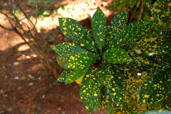 観葉植物クロトンを育てるには 種類や特徴 育てる注意点を解説 ミツモア 観葉植物クロトンを育てるには 種類や特徴 育てる注意点を解説 ミツモア