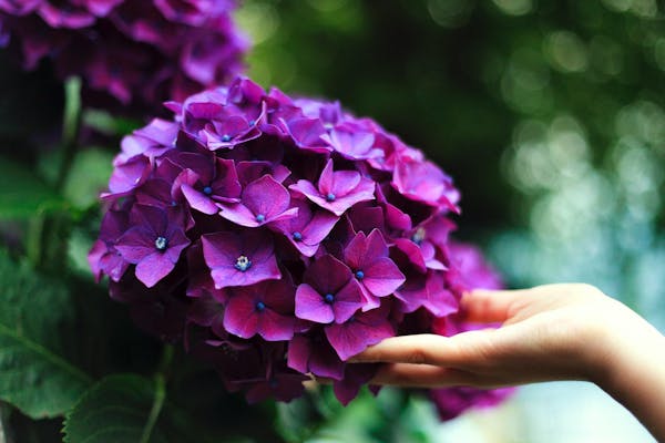 紫陽花 あじさい がかかりやすい病気は 主な症状とおすすめ薬剤 ミツモア 紫陽花 あじさい がかかりやすい病気は 主な症状とおすすめ薬剤 ミツモア