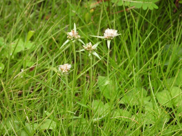 芝生の敵 チチコグサをもっと知る 評判の良い除草剤はどれ ミツモア 芝生の敵 チチコグサをもっと知る 評判の良い除草剤はどれ ミツモア