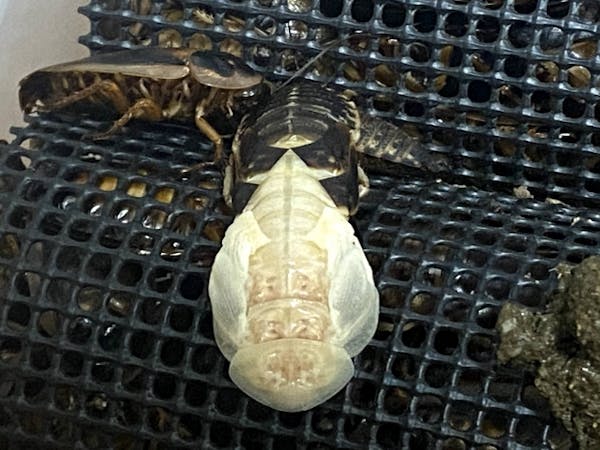 ゴキブリは繰り返し脱皮する 白いゴキブリは脱皮直後の姿 迷わず駆除しよう ミツモア ゴキブリは繰り返し脱皮する 白いゴキブリは脱皮直後の姿 迷わず駆除しよう ミツモア