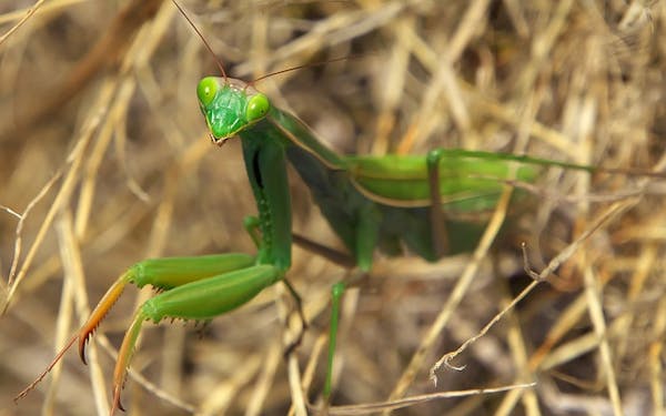 ゴキブリの天敵10種 ゴキブリを食べる生き物を紹介 ペットにするのはあり ミツモア ゴキブリの天敵10種 ゴキブリを食べる生き物を紹介 ペットにするのはあり ミツモア