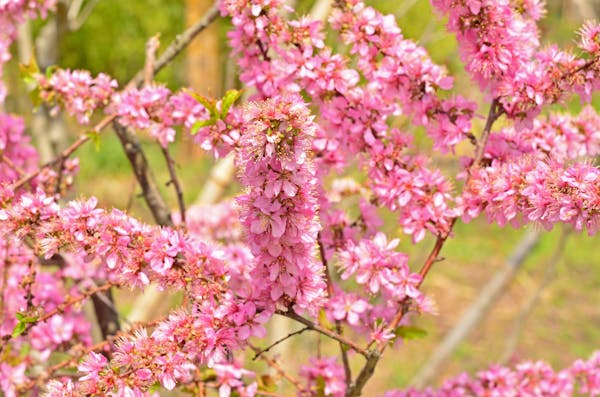 ニワウメの特徴と育て方 花や果実を楽しむための手入れ方法を解説 ミツモア ニワウメの特徴と育て方 花や果実を楽しむための手入れ方法を解説 ミツモア