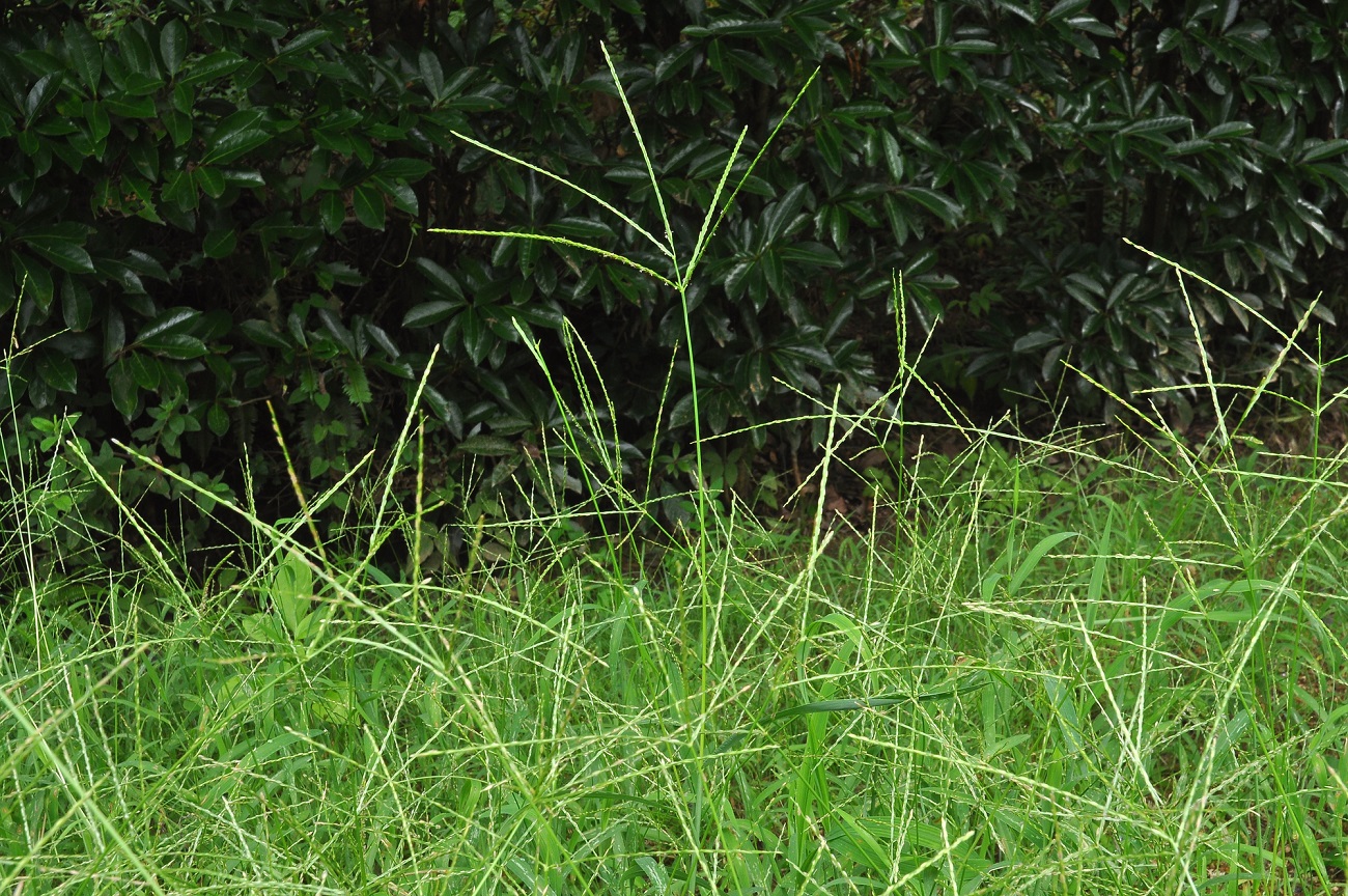 芝生に生えた雑草は放置ng 雑草の種類と除草方法まとめ