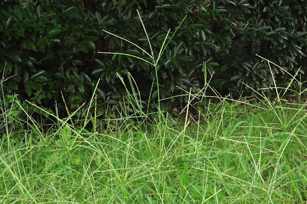 芝生に生えた雑草は放置ng 雑草の種類と除草方法まとめ 芝生に生えた雑草は放置ng 雑草の種類と除草方法まとめ